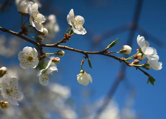 Апартаменты Twoje Миколайки